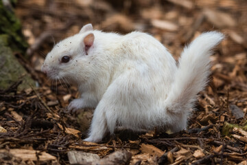 Albino Chipmunk Playing on the Ground