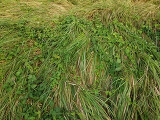 background of green grass with leaf