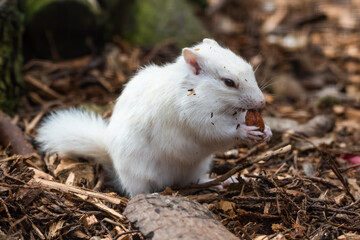 Naklejka na ściany i meble Albino Chipmunk Feeding on the Ground