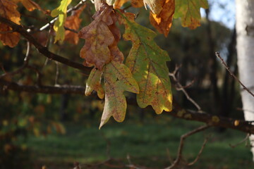 Fototapeta premium autumn leaves on a tree
