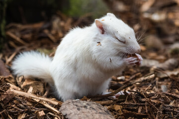 Albino Chipmunk Feeding on the Ground