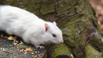 Albino Chipmunk Standing on a Tree Stump