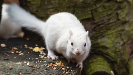 Albino Chipmunk Standing on a Tree Stump