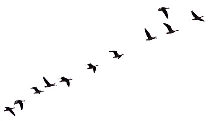 Silhouette flying duck bird from side on white background