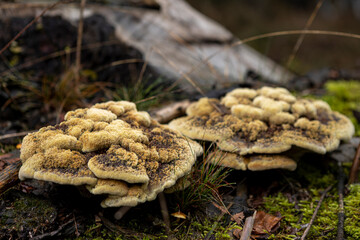 Large brown and yellow Trametes Versicolor mushrooms, a common polypore mushroom, in natural...