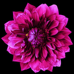pink dahlia. Flower on black  isolated background with clipping path.  For design.  Closeup.  Nature.