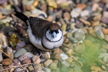 Double Barred Finch Feeding on the Ground