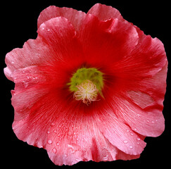 Red flower on black isolated background with clipping path.  On the petals with raindrops. For design.  Closeup.  Nature.
