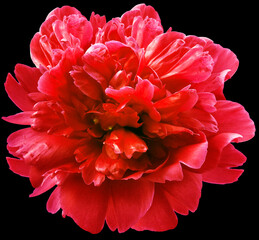 Red peony flower on black isolated background with clipping path.  For design.  Closeup.  Nature.