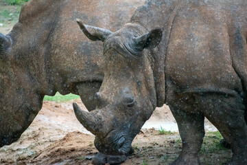 Fototapeta premium rhino in the zoo