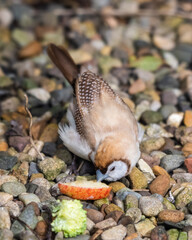 Double Barred Finch Feeding on the Ground