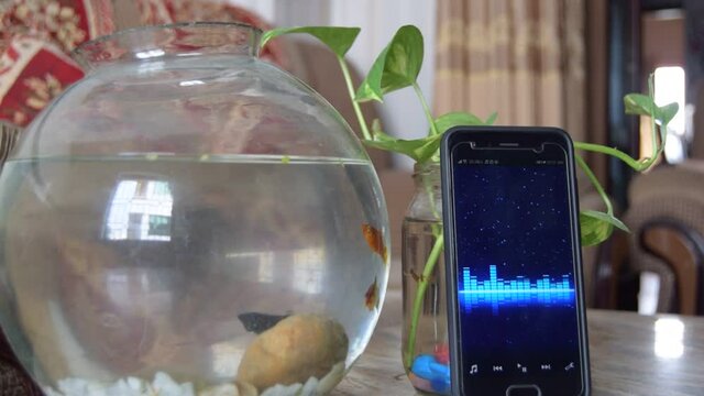 Aquarium contains small and colorful fishes on stone made table, fishes are enjoying music visualization on smartphone screen, blurred background with noisy surface 