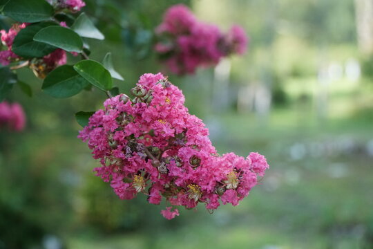 Lagerstroemia Indica is a deciduous plant with purple or pink flowers.