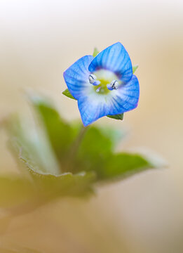 Blaue Blume Nahaufnahme Bl&uuml;tenstempel