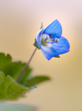 Blaue Blume Nahaufnahme Bl&uuml;tenstempel