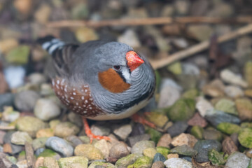 Zebra Finch Resting on the Ground