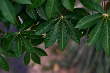 Cassava leaves of a tree
