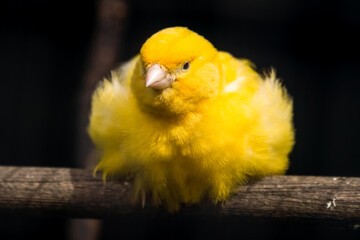 Bright Yellow Canary Resting on a Perch