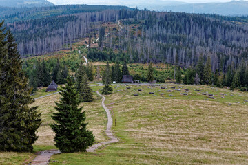 Tourist trial and rest place in mountains. Dead dry spruce trees at hills. Rusinowa Polana, Tatra Mountains, Poland. © Fotema