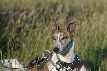 Pet greyhound dog with ears pricked looking into the sunset.