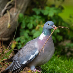 Wood Pigeon Collecting Sticks to Make a Net