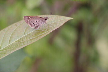 Butterfly life cycle, natural in the garden.