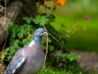 Naklejka premium Wood Pigeon Collecting Sticks to Make a Net