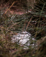 Gras mit Wassertropfen, trist, regnerisch
