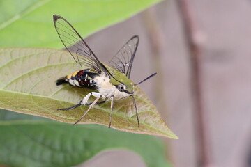 Butterfly life cycle, natural in the garden.