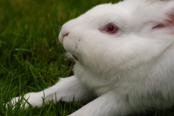 Albino Rabbit Resting on Grass