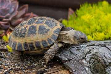 Small Tortoise on a raised Flower Bed