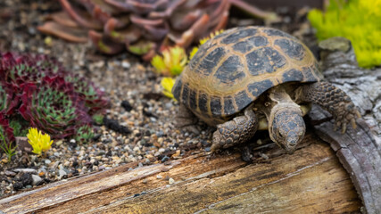 Small Tortoise on a raised Flower Bed