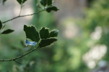 Closeup green holly bush leaves in sunshine, soft focus background, evergreen christmas plants