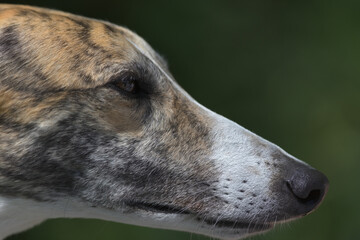 Super close up side profile of greyhounds face and head.