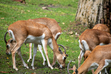 antelope in the park