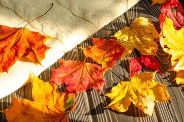 Orange and yellow dead maple leaves on a dark wooden rustic background with a white knitted sweater. Fall foliage season.