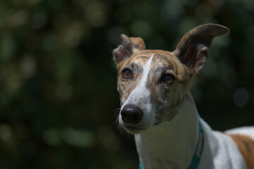 Obraz premium Deep in thought, a sunlit pet greyhound looks away into copy space