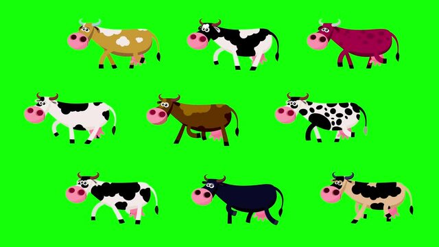 Nine different colour cows cartoon walking animation. Cow x 9 –  spotty, red, black, yellow, brown. Greenbox, alpha channel, seamless loop.