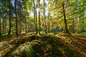 Herbstwald