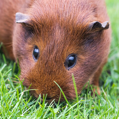 Fototapeta premium Cute Brown Guinea Pig Playing on Grass