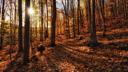 Obraz premium autumn in the forest