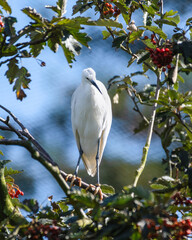 Little Egret Standing in a Tree