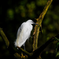 Little Egret Standing in a Tree