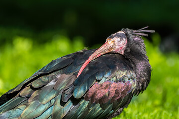 Bald Ibis Standing on the Ground