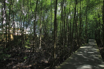 Proboscis monkeys are long-nosed monkeys with reddish brown hair and are one of two species in the genus Nasalis. Proboscis monkeys are endemic to the island of Borneo which is famous for its mangrov