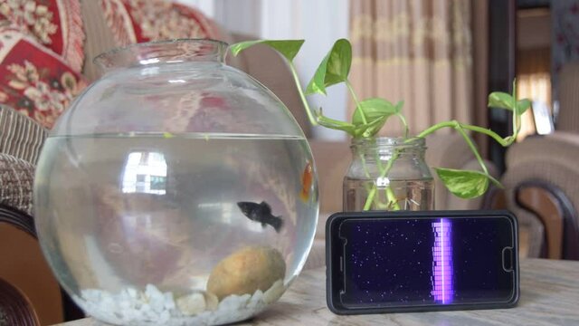 Selective focus on foreground aquarium contains small and colourful fishes on stone made table, fishes are enjoying music visualization on smartphone screen, blurred background with noisy surface 
