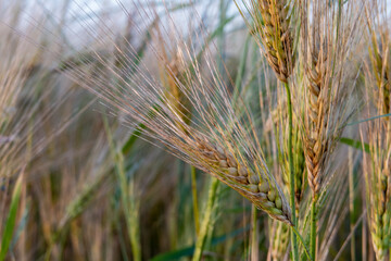 Fototapeta premium Ripening grain in organic farming