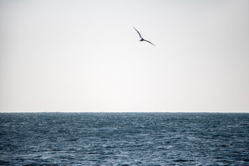 Fototapeta na wymiar seagull over sea in Jeju Island, Korea 