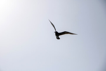 seagull over sea  in  Jeju Island, Korea
