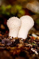 Ein Pilz-Pärchen Flaschen-Stäublinge (Lycoperdon perlatum) Hochformat